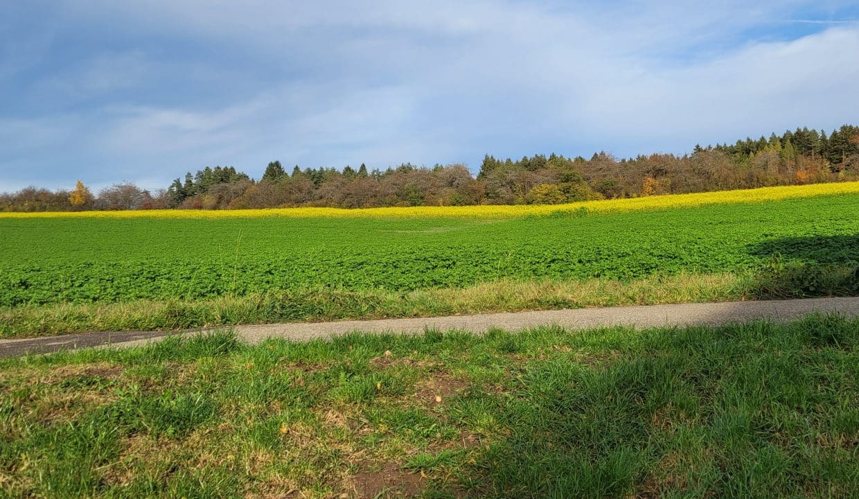 Blick ins Grüne
