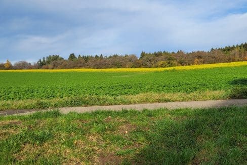 Blick ins Grüne